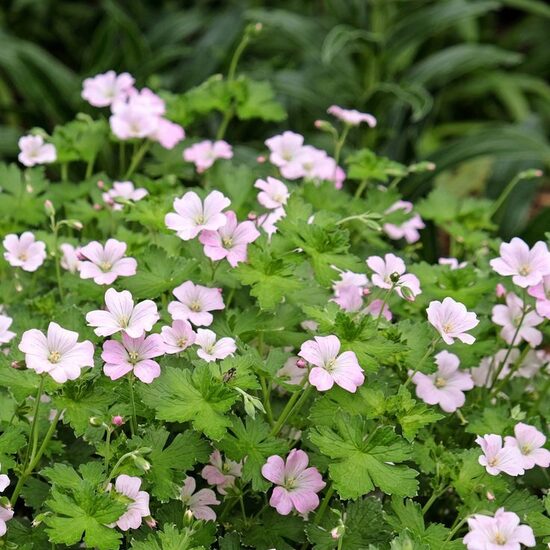 Geranium hybrid Dreamland- gandrene